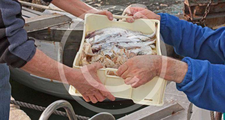 Seafood Industry